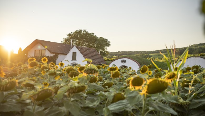 Sunflowers, the wine cellar lane in the background