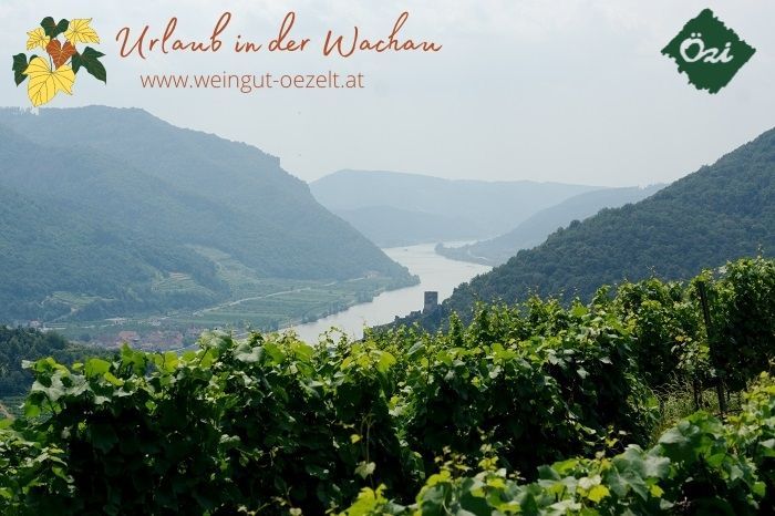 Panoramic view of the Wachau with vineyards and the Danube in the background.
