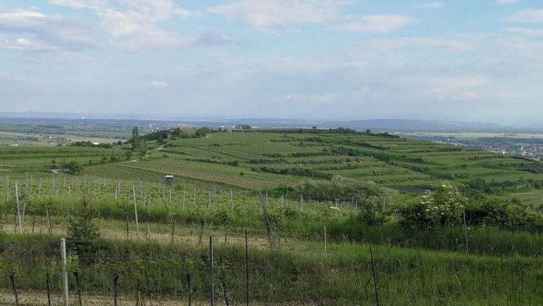 Vineyards on the Gaisberg with sweeping views over the countryside.