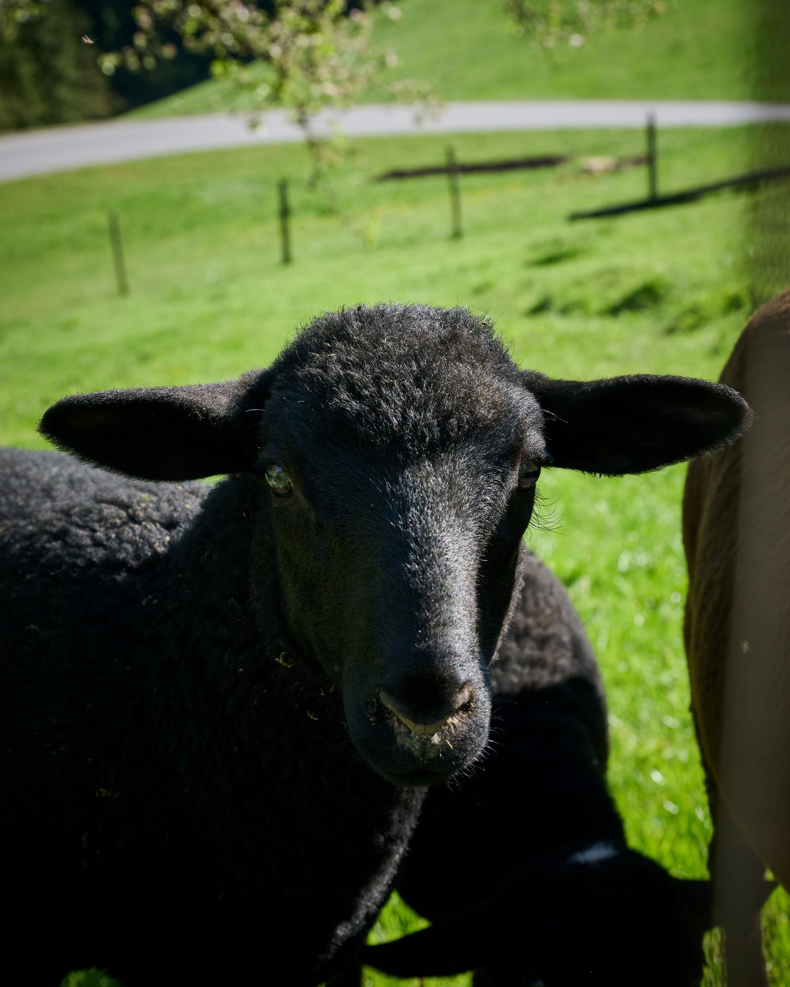 A black sheep on a green meadow, with a fence and a road in the background.