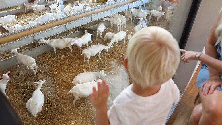 A child looks through a pane of glass at white goats in a stable.