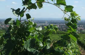 View through vineyards to Guntramsdorf with landscape in the background.