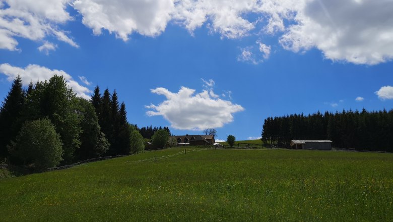 Flower meadow, © Friedlhof
