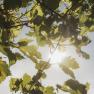Sunlight shines through vine leaves in a vineyard.