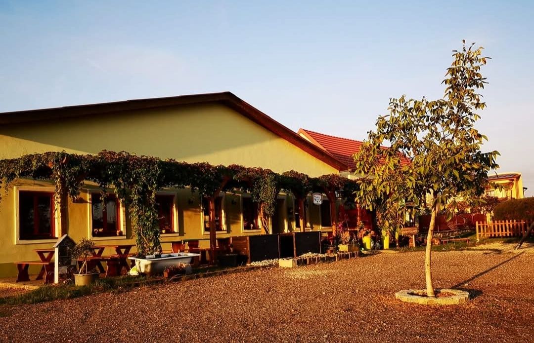 Yellow building with terrace, vines and tree in the foreground at sunset.
