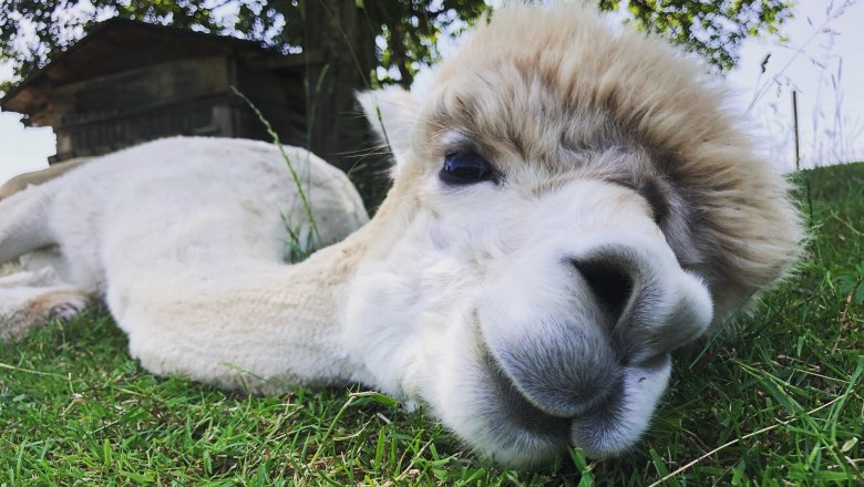 Dirndl Valley Alpaca, &copy; Marion Lorenz