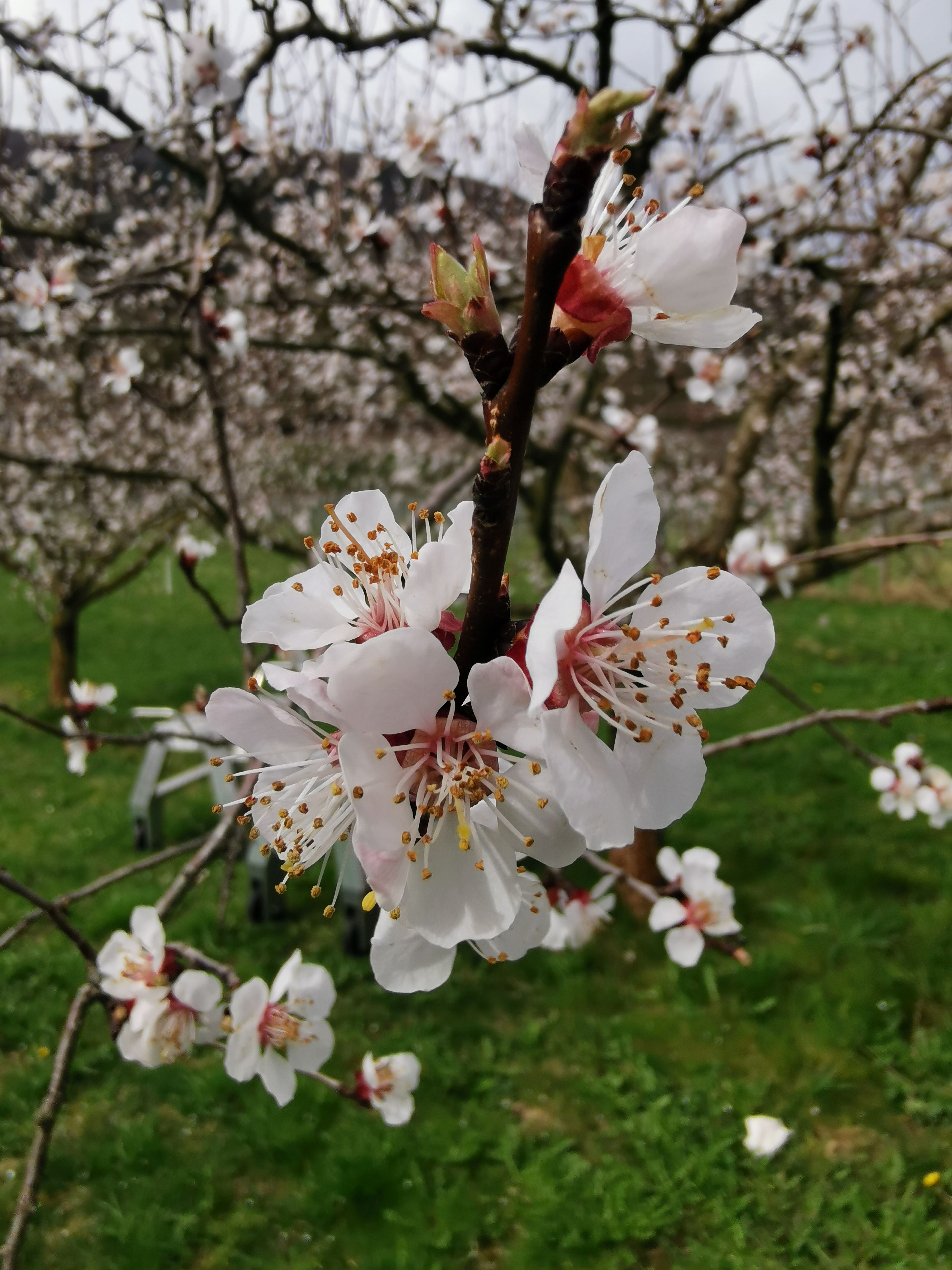 Close-up of a blossoming apricot branch with white flowers against a blurred background.