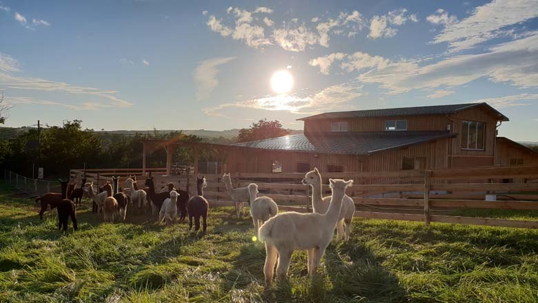 The cuddly alpacas, &copy; Alpakazucht Siebenhirten