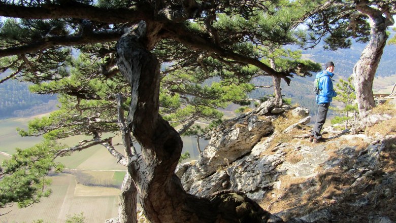 A person in a blue jacket stands on a rocky vantage point next to a gnarled tree, overlooking a valley.