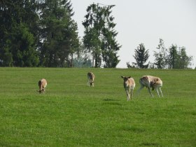 Wildgehege bei Ort Edlesberg, &copy; Marktgemeinde Martinsberg