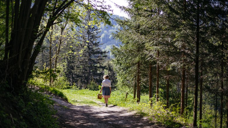 A woman with a basket walks along a forest path, surrounded by trees and sunlight.