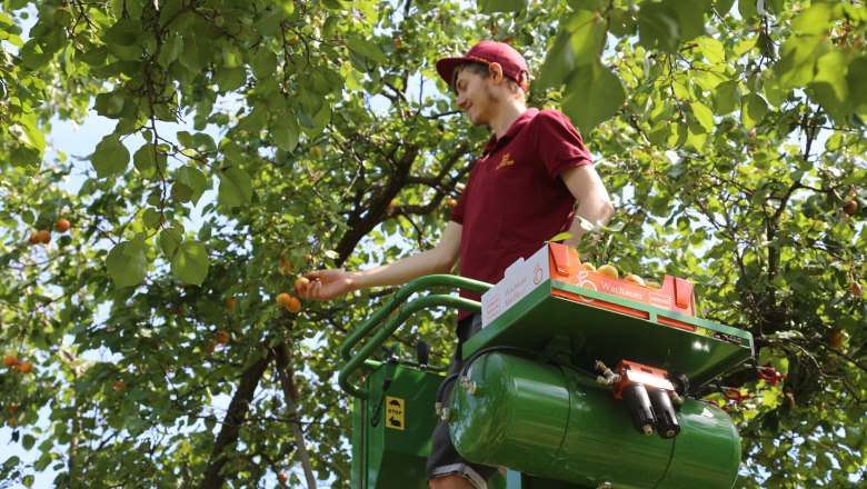 Apricot harvest in Lilli's apricot garden, &copy; Familie Aufreiter