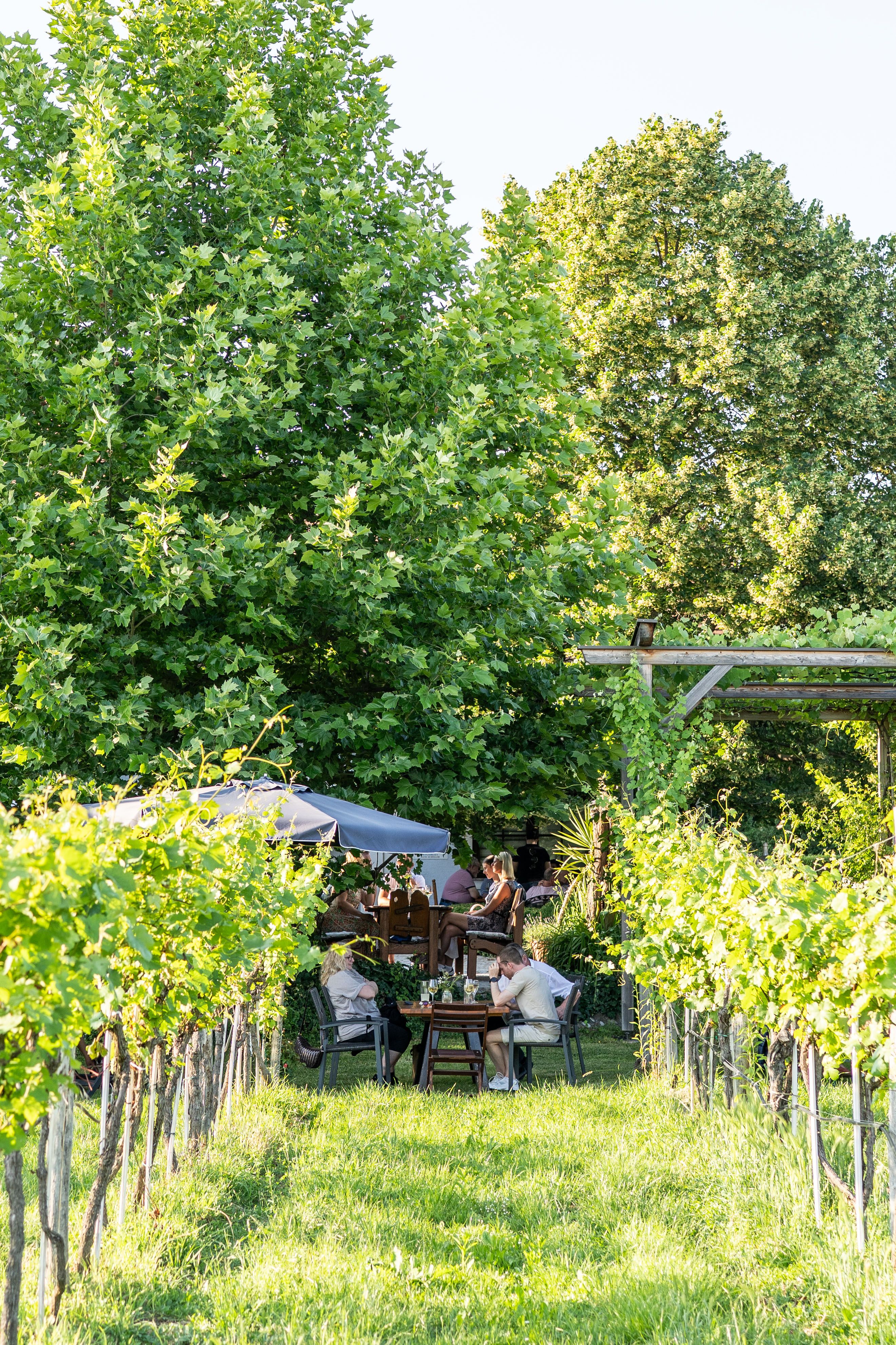 Sitting in the vineyard