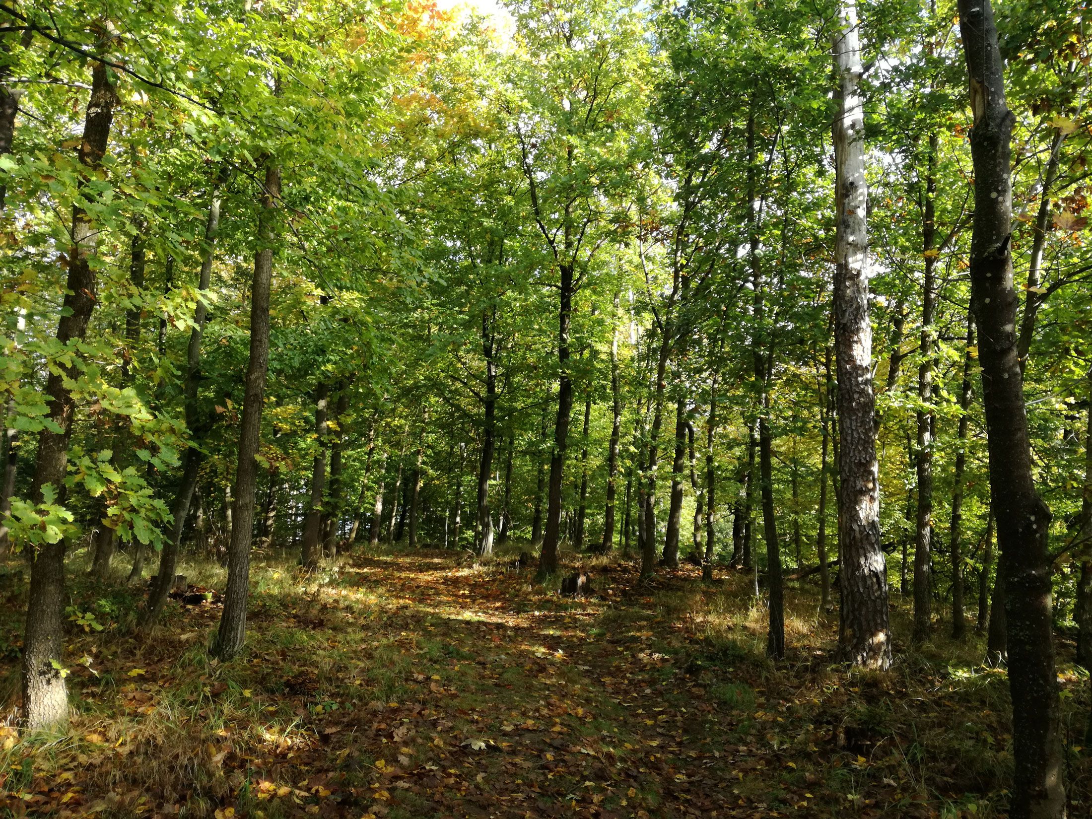 A sunny forest path in the natural forest near the Klingermausoleum, surrounded by green trees.