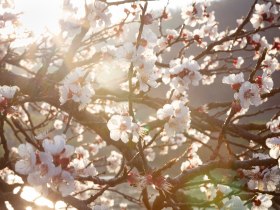 Marillenbl&uuml;te, &copy; Wachau-Nibelungengau-Kremstal