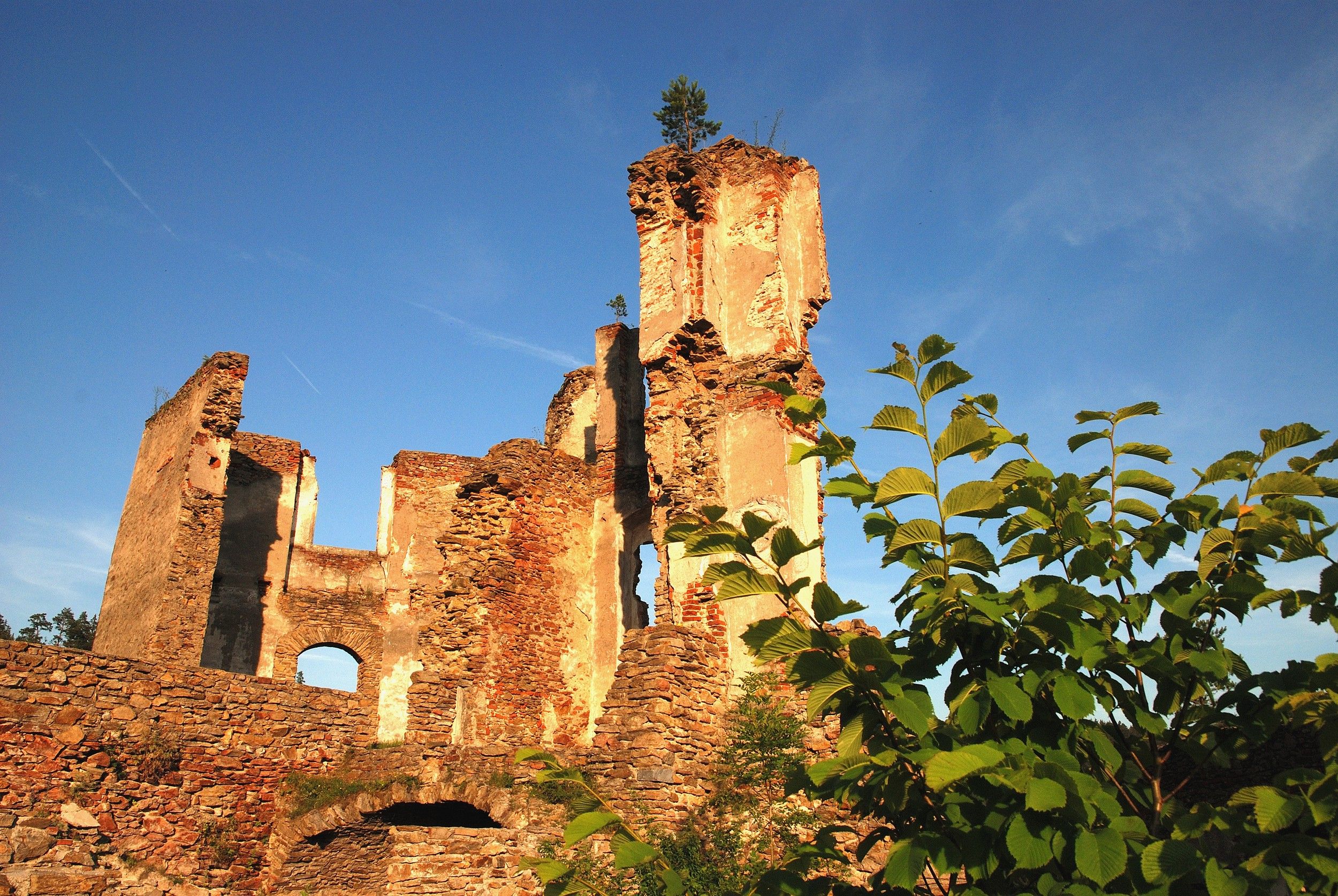 Kollmitz ruins with blue sky and plants in the foreground.