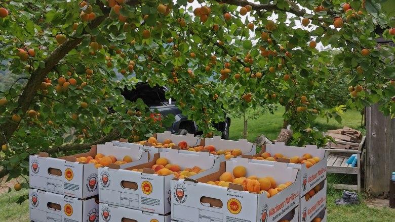 Boxes of Wachau apricots under a tree.