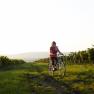 Person riding a bicycle through a vineyard at sunset.