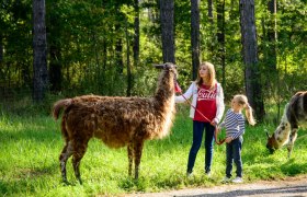 Two children take a llama for a walk in the forest.