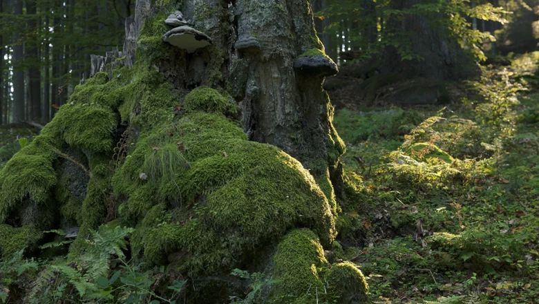 Moss-covered tree stump in the forest with mushrooms.