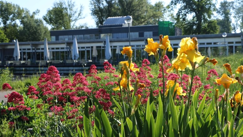 Flowerbed with yellow and red flowers in front of a modern building with terrace.