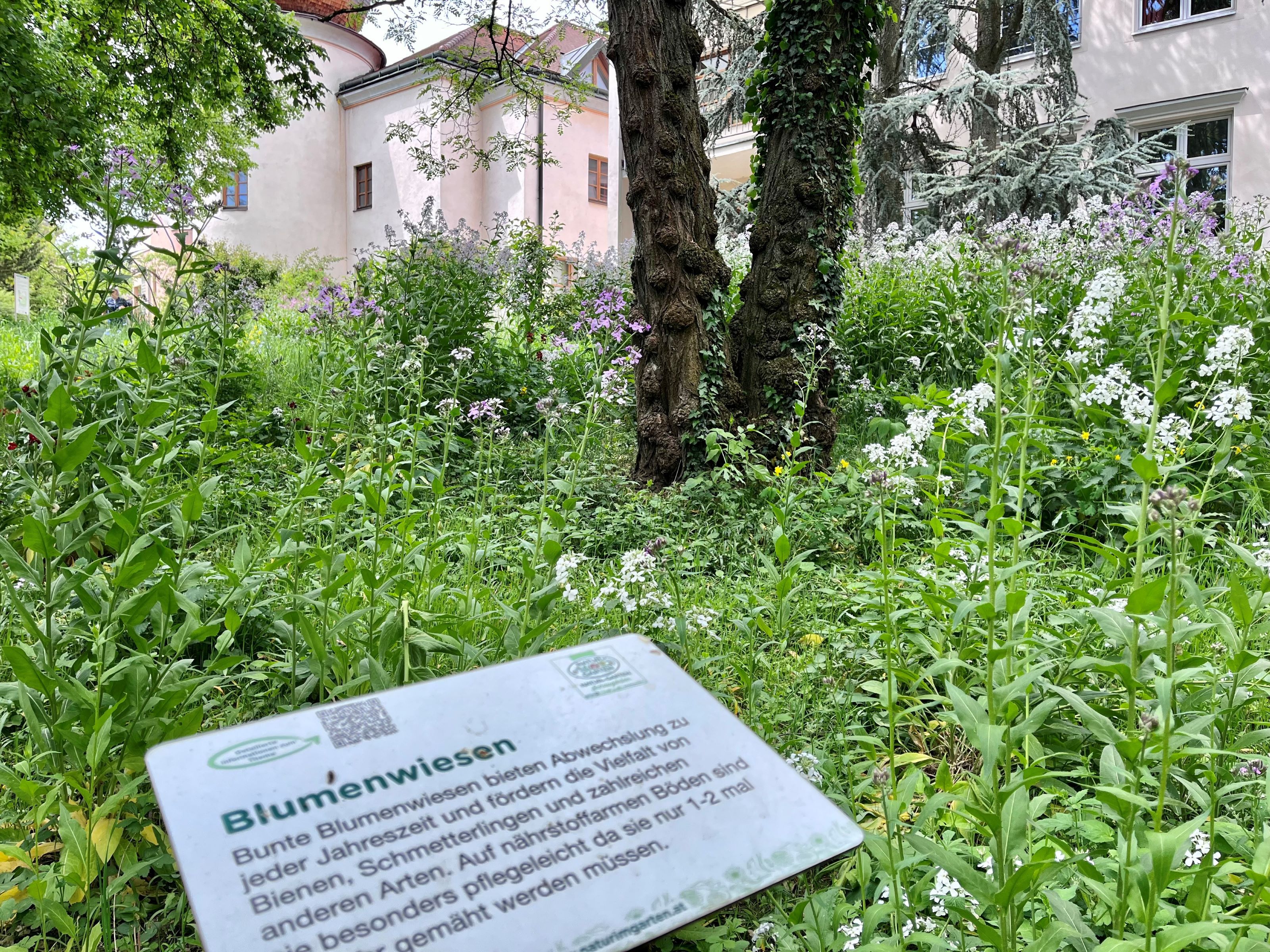 Flower meadow in front of Schiltern Castle with information board in the foreground.
