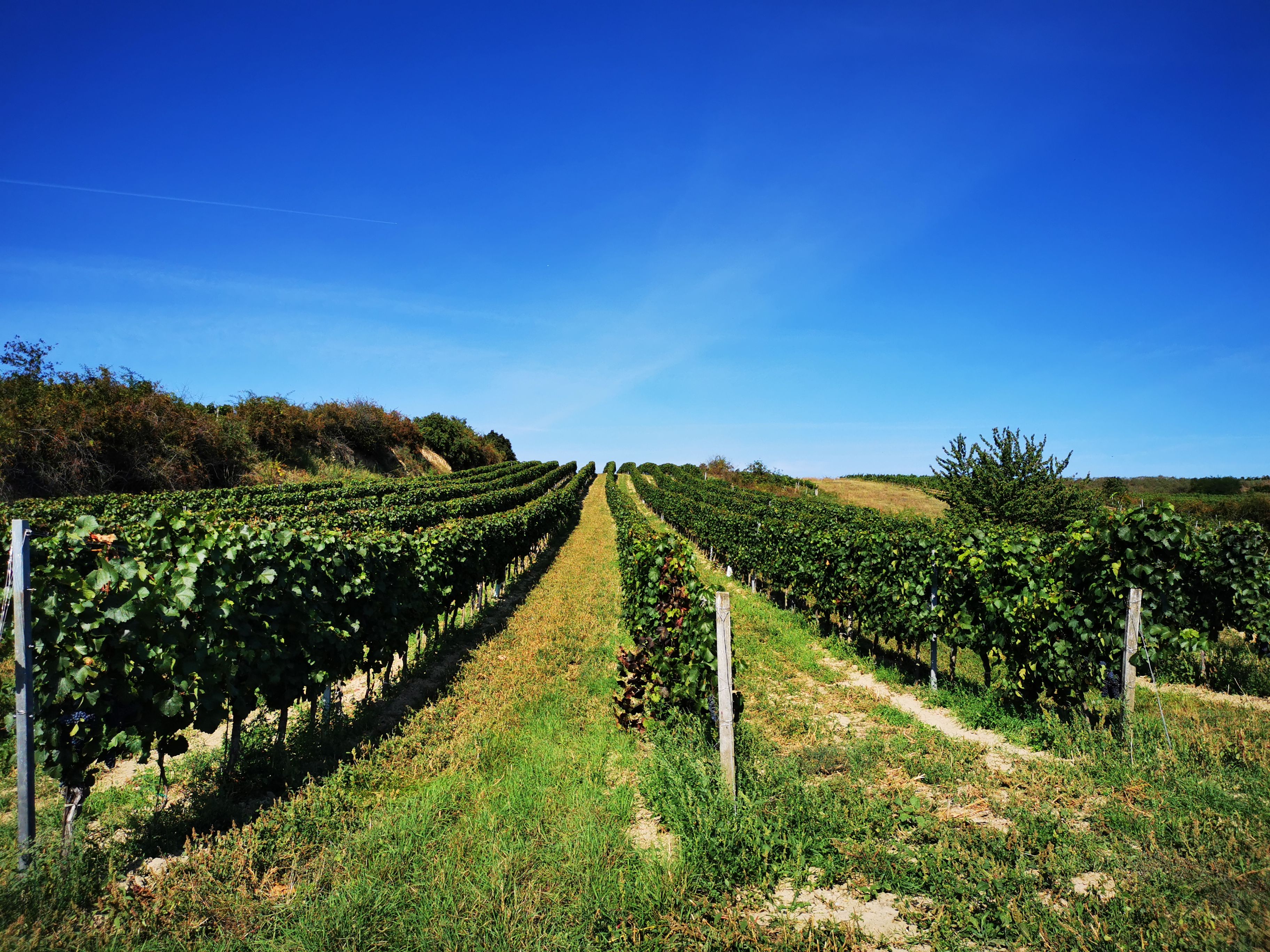 Vines on a hill under a clear blue sky.