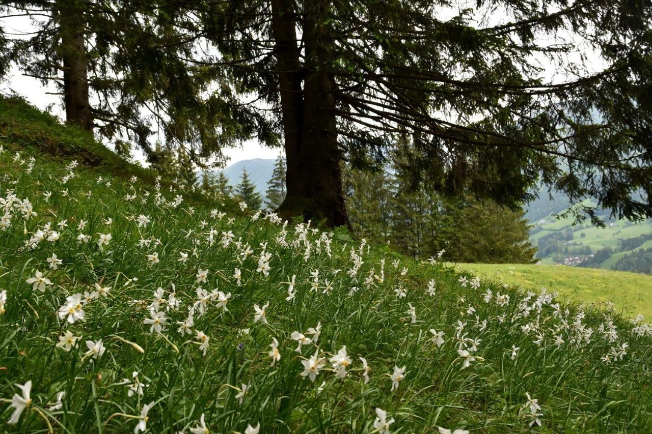 Show meadow in the center of Opponitz