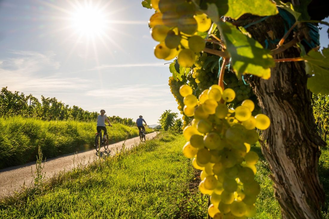 Cycling in the Kamp Valley ("Kamptal" in German)