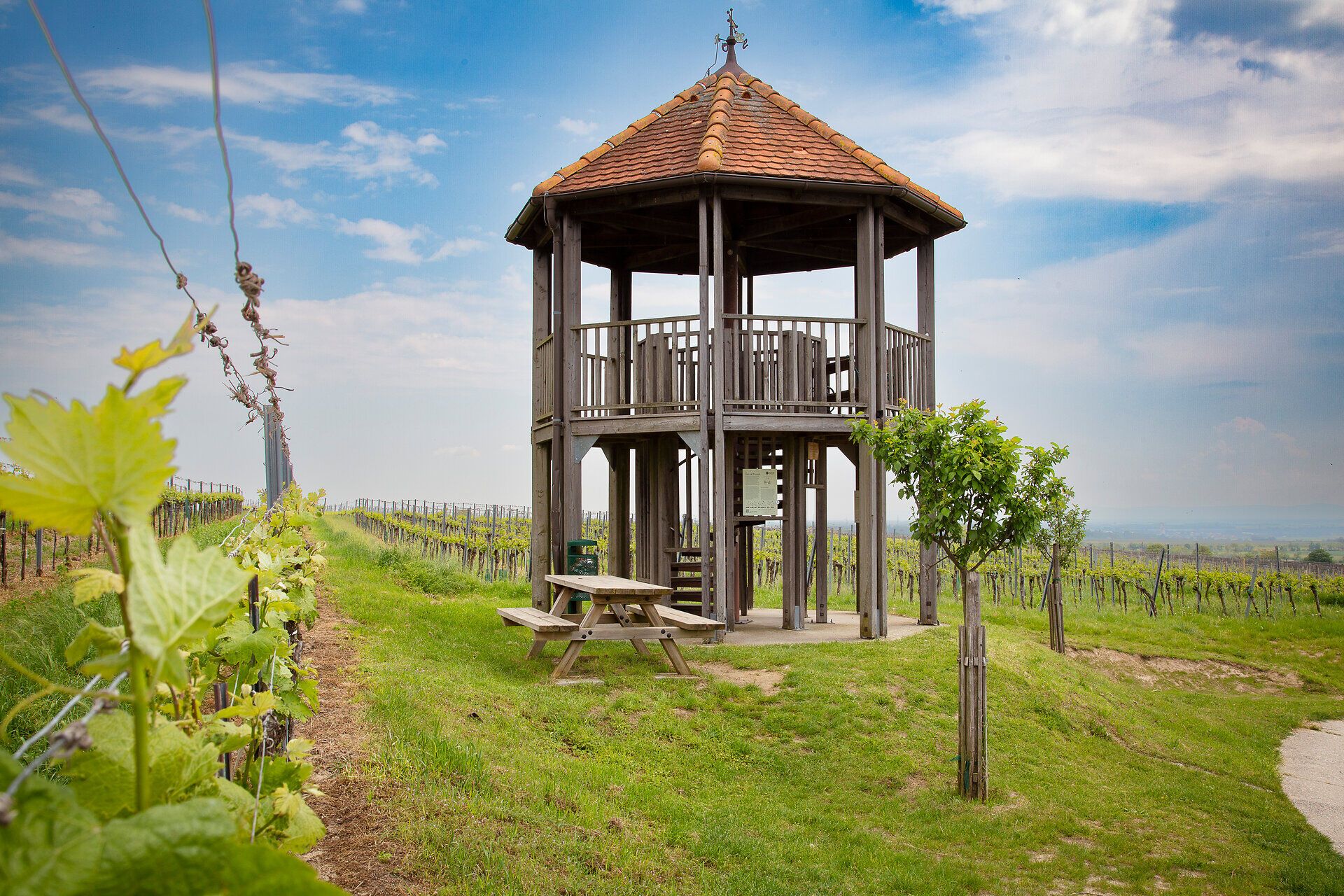 The lookout point towers majestically over the rolling hills of the wine region, surrounded by lush vines glistening in the warm sunlight. Here, a breathtaking view of the picturesque landscape opens up, inviting you to linger and enjoy.