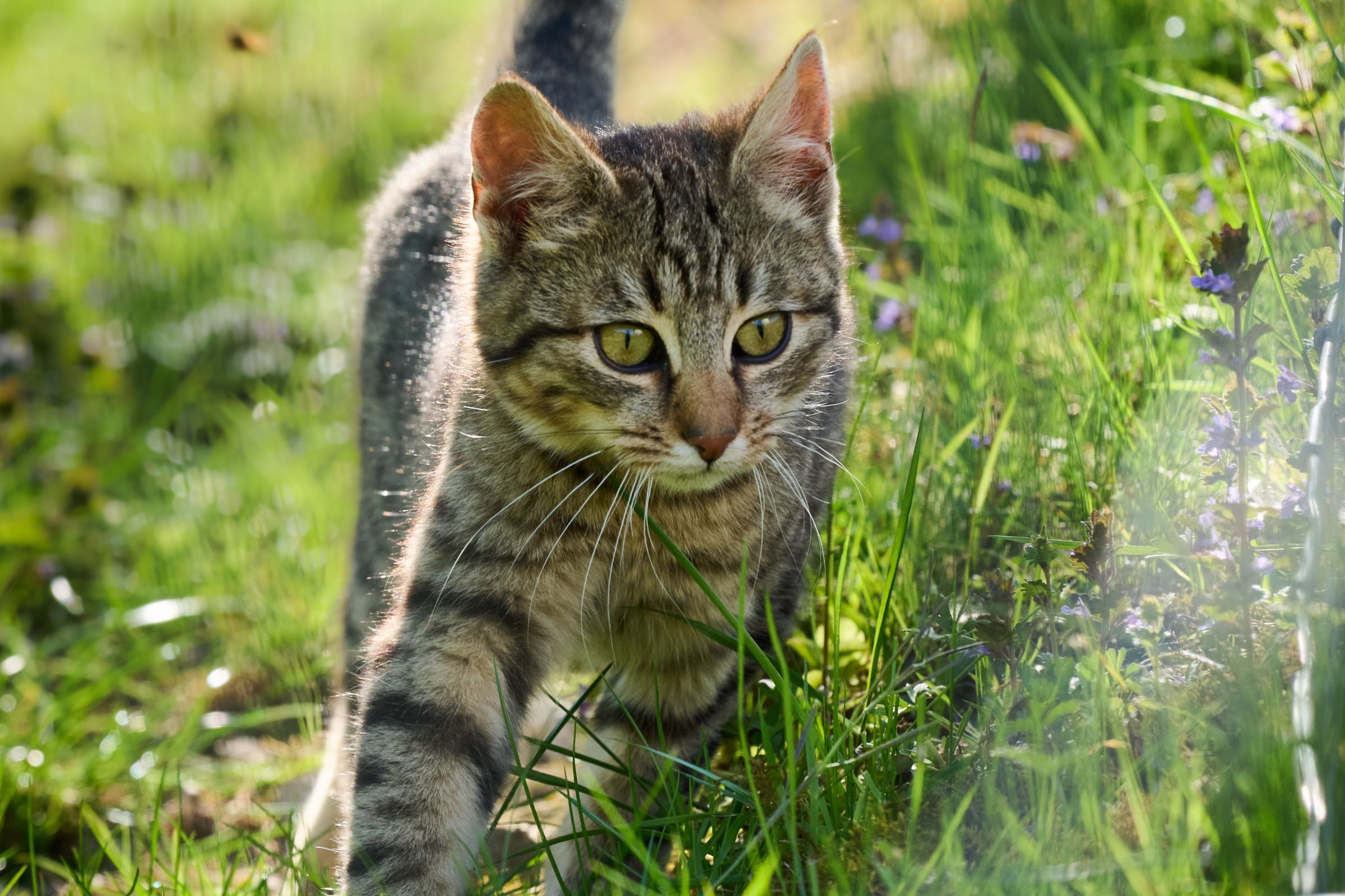 A tabby kitten runs through green grass in the sunshine.