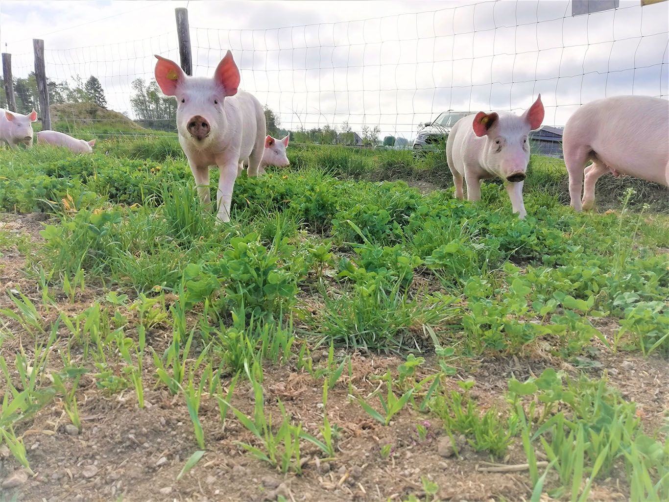 Pigs at Lämmerhof Groiß