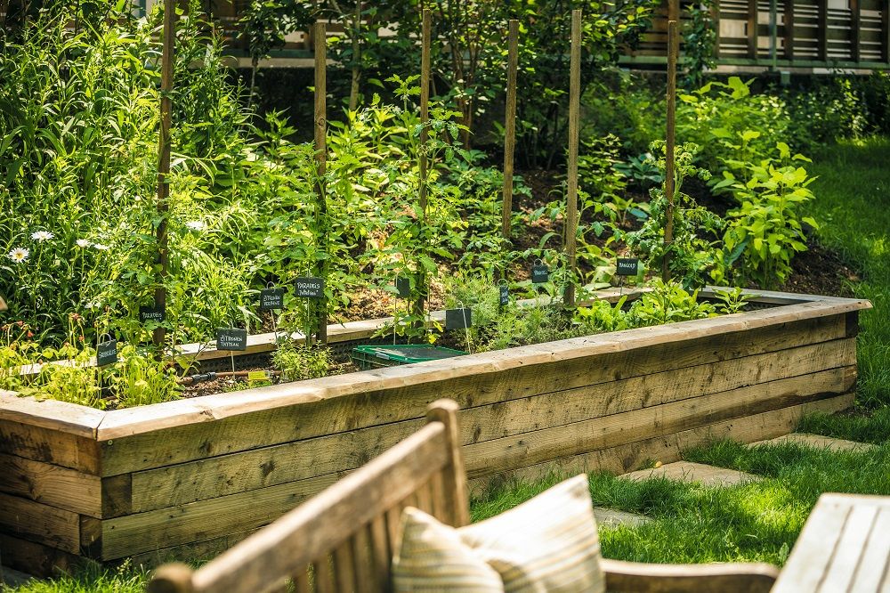 Raised bed with tomato plants next to wooden garden table