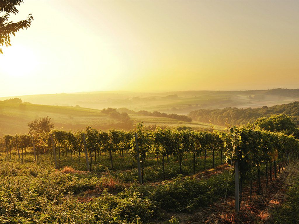Vineyards in the Weinviertel at sunset.