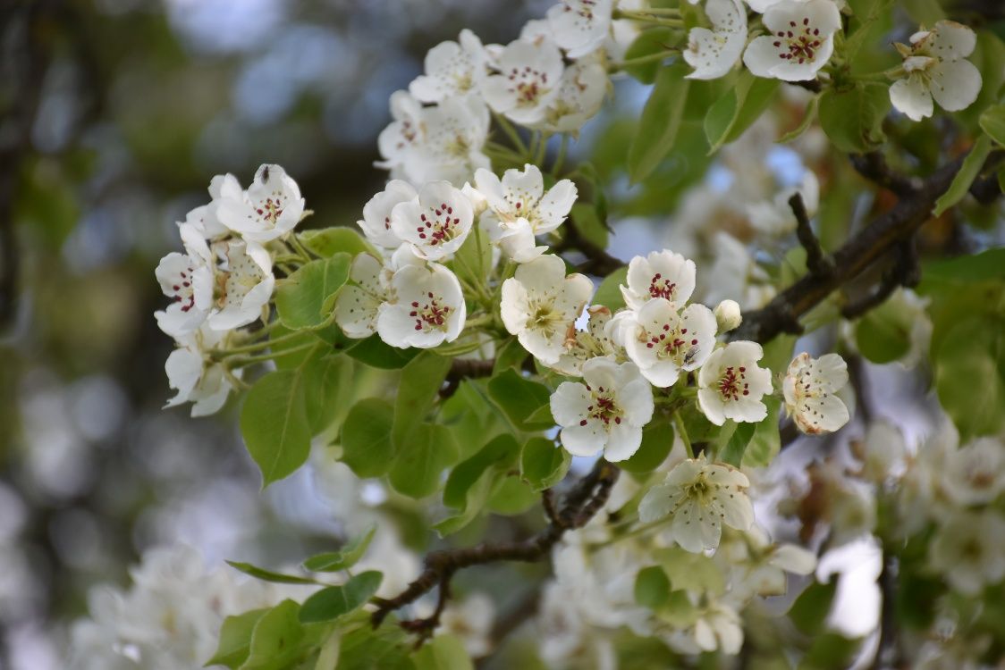 Along the Fröschlauweg in spring