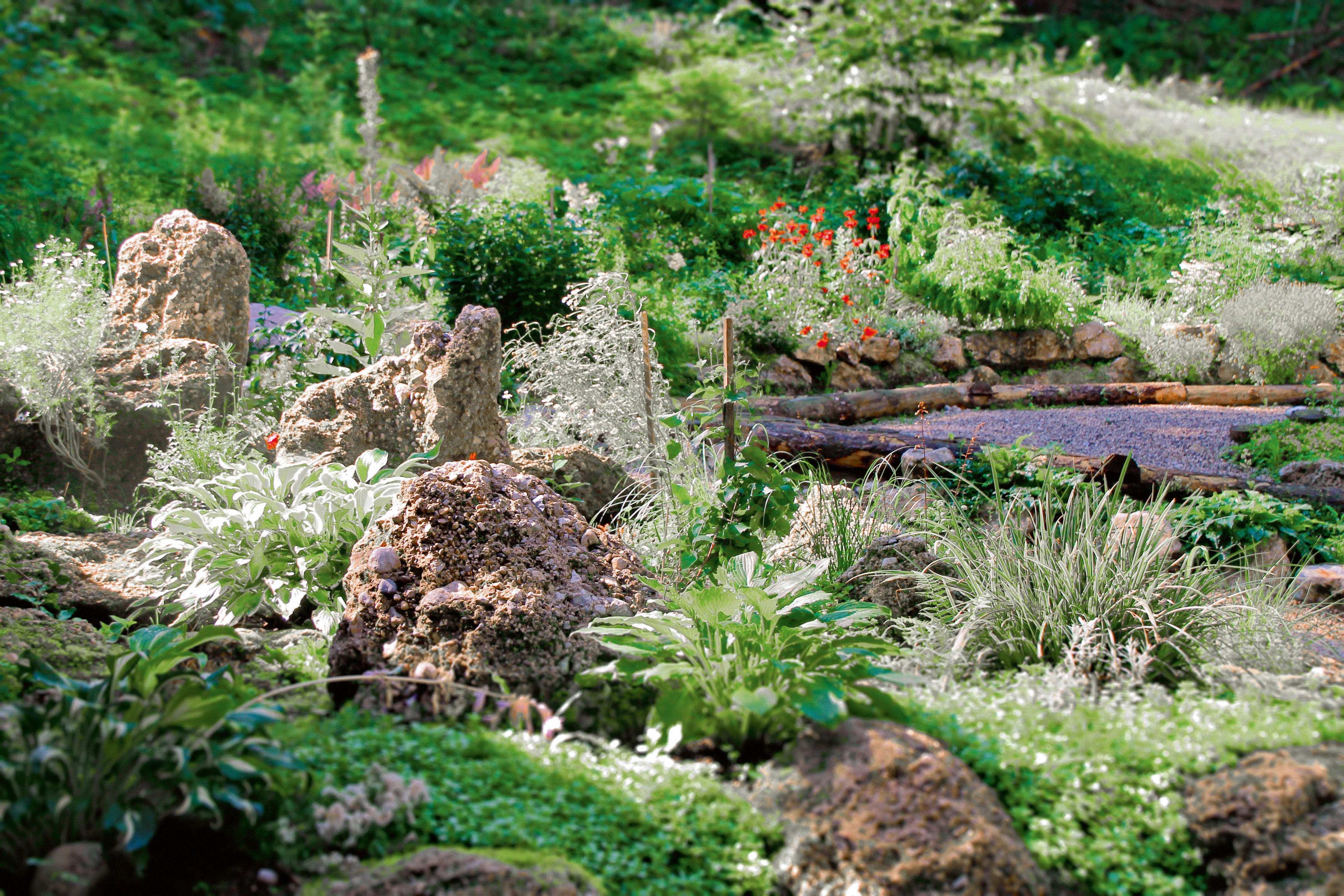 A lush garden with various plants and stones, surrounded by green foliage.