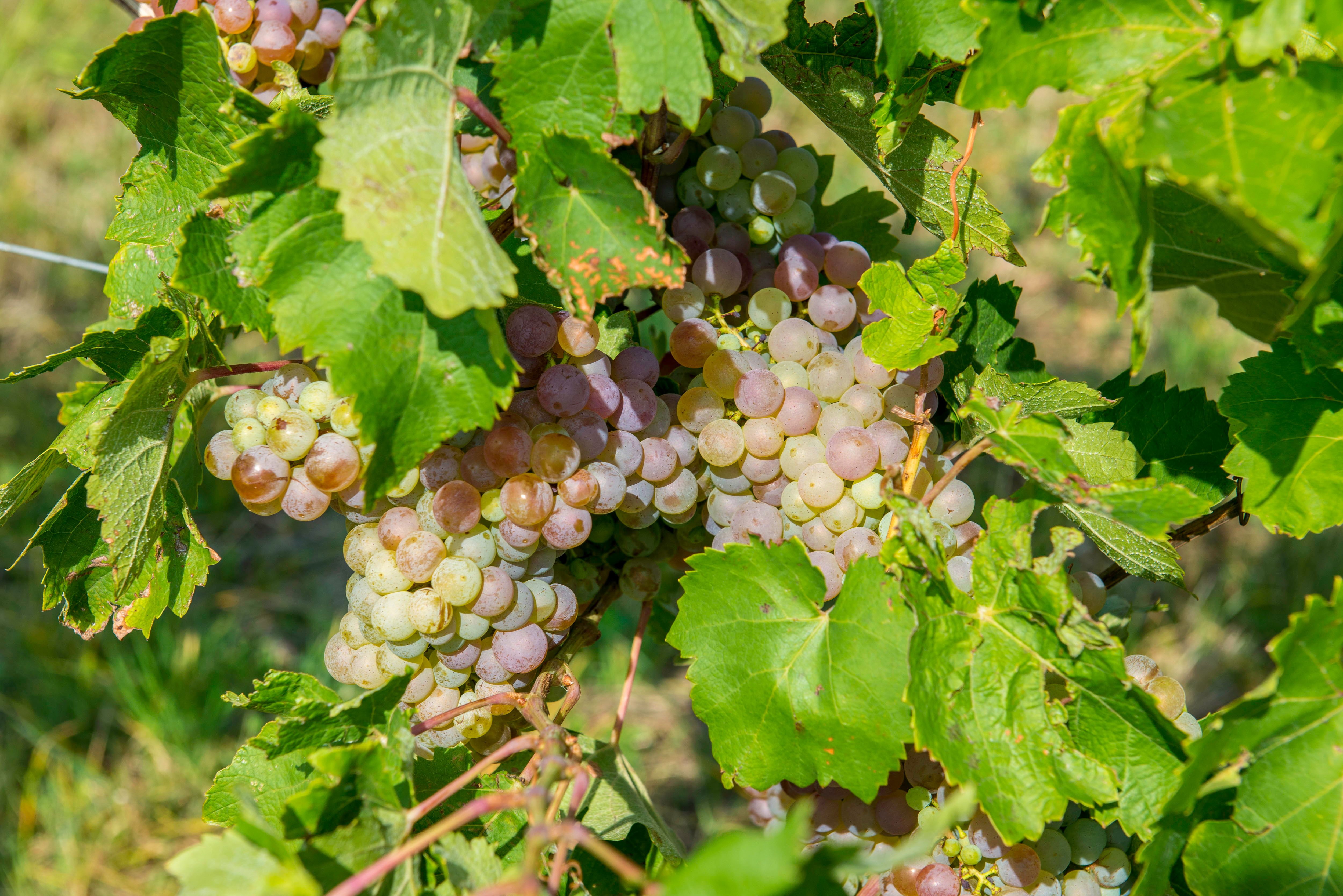 Grape variety