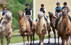1st Austrian Camel Riding School, © 1. Österreichische Kamelreitschule