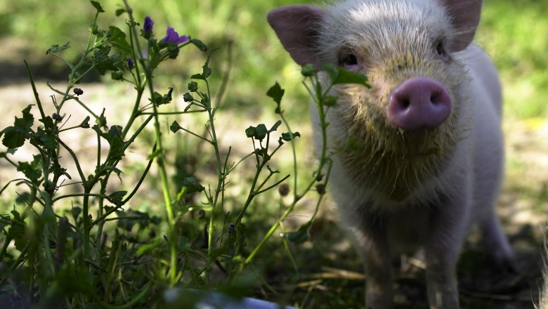 Lots of animals roam around in Museumdorf Niedersulz, © Alexander Haiden