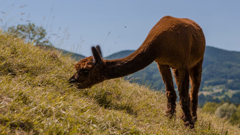 Alpaca Charly, © Alpakagarten Texingtal