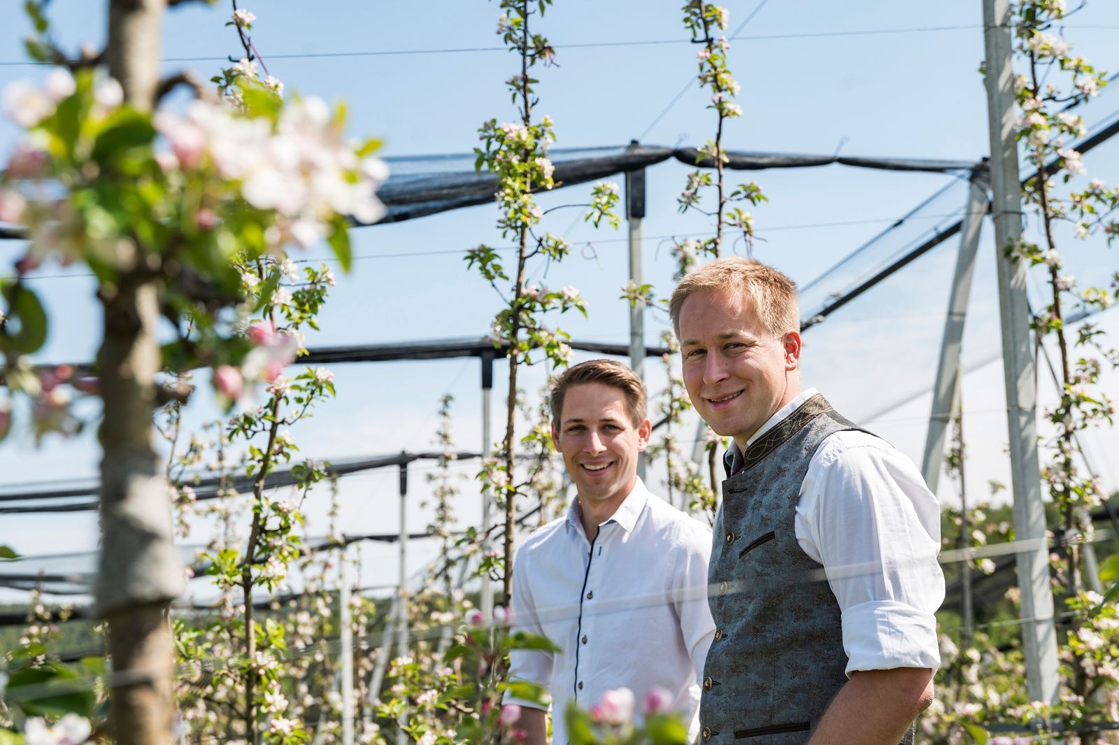 Two men are standing in a blossoming apple orchard.