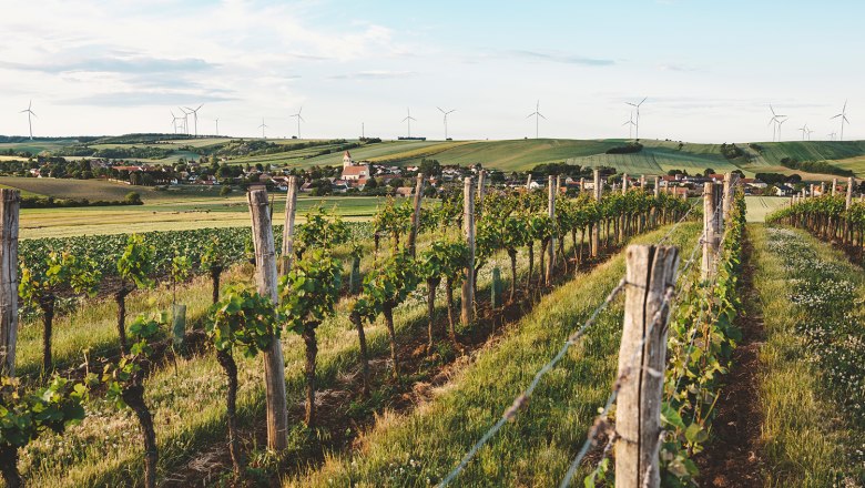 Vineyards in Eibesthal with wind turbines in the background.