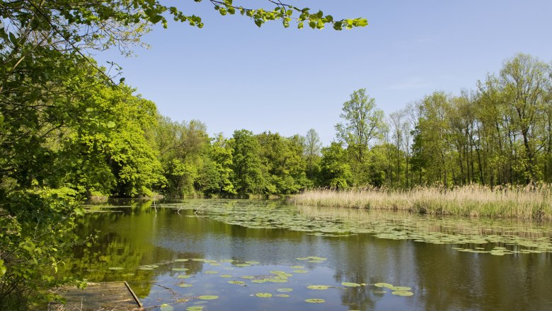 A calm lake with water lilies and surrounded by green trees under a clear blue sky.