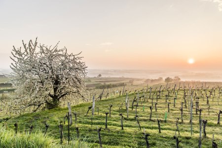 Weinstraße Traisental-Donau, © Niederösterreich-Werbung/ Robert Herbst