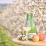 Two bottles of apple juice, a glass, two apples and apple blossoms on a table in front of blossoming apple trees.