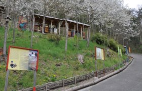 An educational bee trail with information boards and beehives under flowering trees.