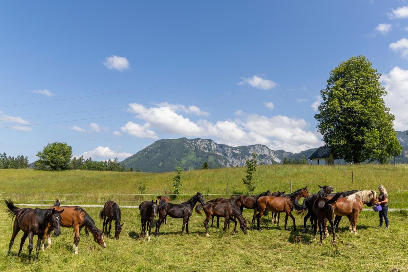 A group of horses in a green meadow against a mountain backdrop, with a person holding a bucket.