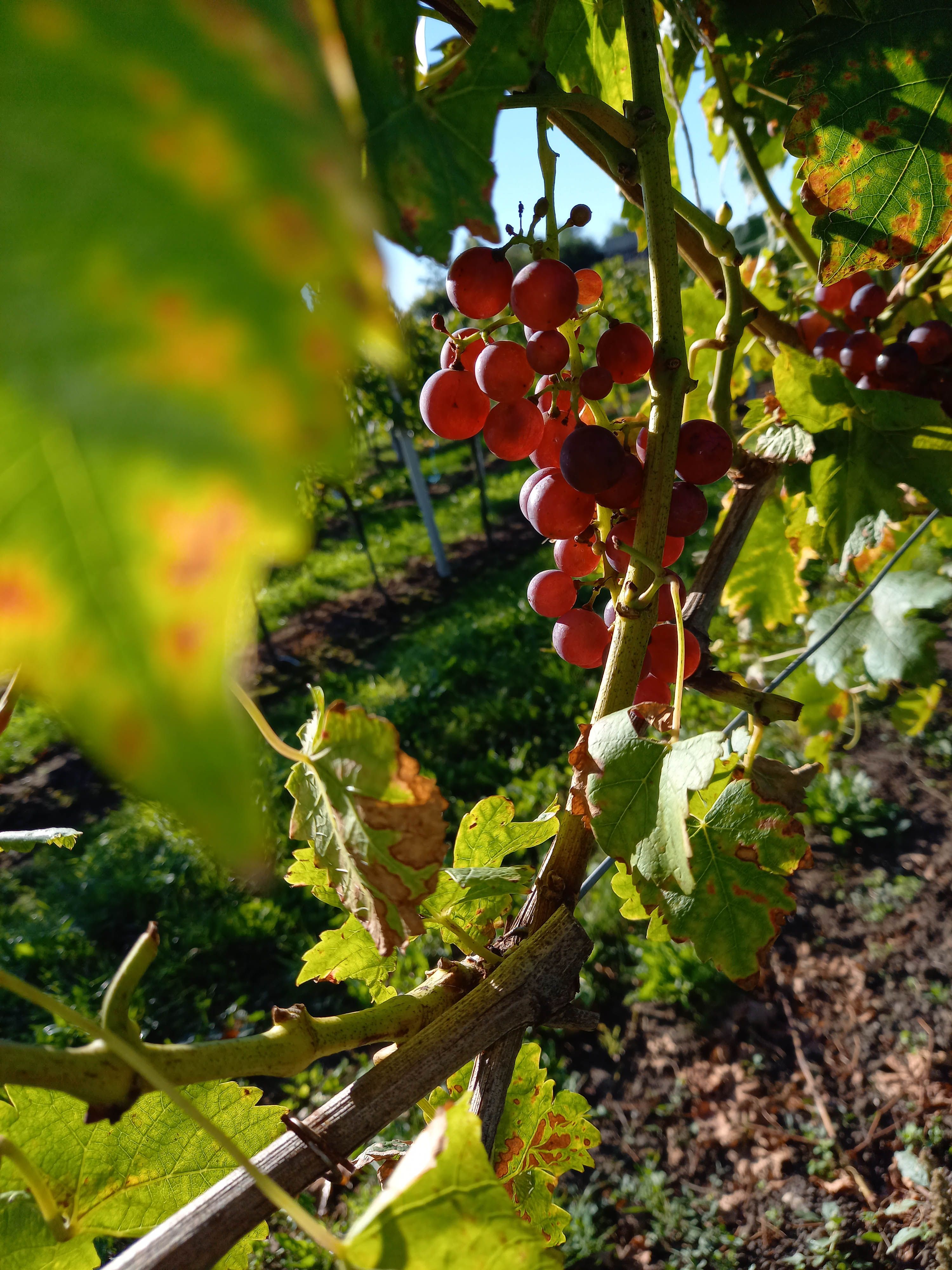 Close-up of red grapes on a vine with green leaves in the sunlight.