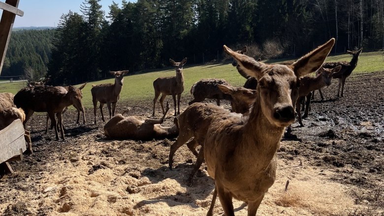 A group of deer stands on a farm in front of a forest.