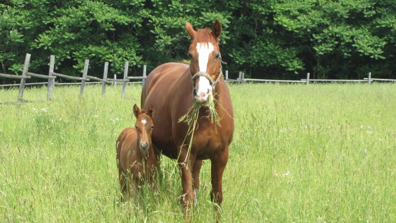 A mare and her foal are standing in a green meadow in front of a forest.